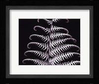 Fern III Fine Art Print