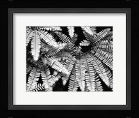 Fern IV Fine Art Print