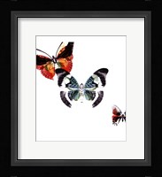 Butterflies Dance III Framed Print