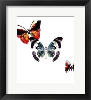 Butterflies Dance III Framed Print