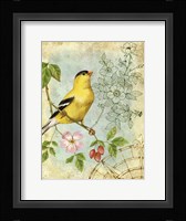 Songbird Sketchbook III Fine Art Print