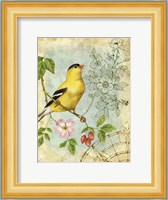 Songbird Sketchbook III Fine Art Print