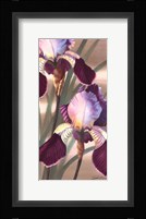 Asian Iris II Framed Print