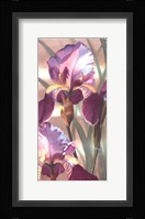 Asian Iris I Framed Print