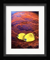 Jeweled Fish II Framed Print