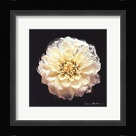 Vibrant Flower V Framed Print