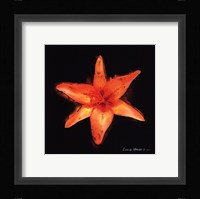 Vibrant Flower VI Framed Print