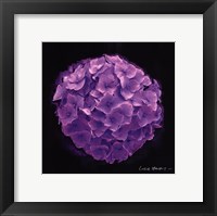 Vibrant Flower I Framed Print
