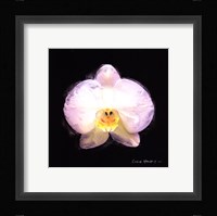 Vibrant Flower IV Framed Print
