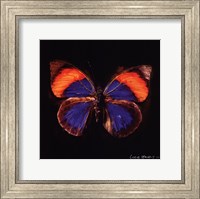 Techno Butterfly III Fine Art Print