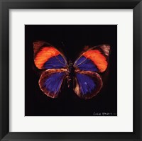 Techno Butterfly III Framed Print