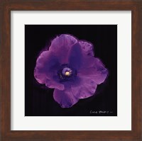 Vibrant Flower VIII Fine Art Print