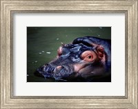 Close-up of a hippopotamus in water (Hippopotamus amphibius) Fine Art Print
