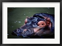 Close-up of a hippopotamus in water (Hippopotamus amphibius) Fine Art Print