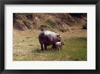 Africa, Hippopotamus (Hippopotamus amphibius) mother with young near Nile River Fine Art Print