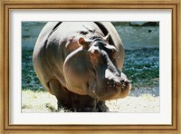 Close-up of a Hippopotamus Fine Art Print