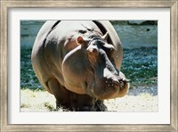 Close-up of a Hippopotamus Fine Art Print