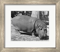 Hippopotamus Black and White Fine Art Print