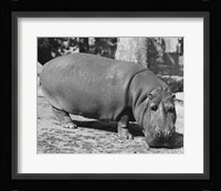 Hippopotamus Black and White Fine Art Print