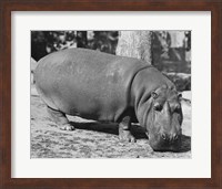 Hippopotamus Black and White Fine Art Print