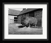 USA, Louisiana, New Orleans, Hippopotamus in zoo Fine Art Print