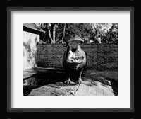 USA, Louisiana, New Orleans, Hippopotamus in zoo yawning Fine Art Print