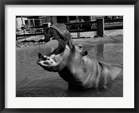 USA, Louisiana, New Orleans, Hippopotamus in zoo Fine Art Print