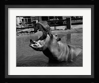 USA, Louisiana, New Orleans, Hippopotamus in zoo Fine Art Print