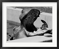 Hippopotamus (Hippopotamus amphibius) in pool Fine Art Print