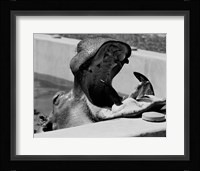 Hippopotamus (Hippopotamus amphibius) in pool Fine Art Print