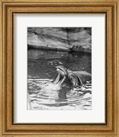 Hippopotamus (Hippopotamus amphibius) in water Fine Art Print
