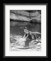 Hippopotamus (Hippopotamus amphibius) in water Fine Art Print