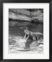 Hippopotamus (Hippopotamus amphibius) in water Fine Art Print