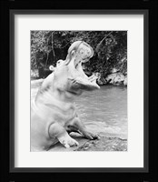 Hippopotamus yawning Fine Art Print