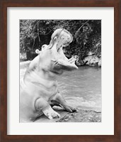 Hippopotamus yawning Fine Art Print