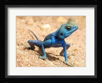 Agama Sinaita  ST 10 Fine Art Print