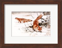 Common Foxes in the Snow Fine Art Print