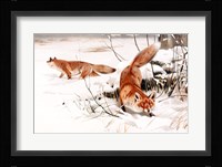 Common Foxes in the Snow Fine Art Print