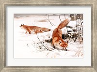 Common Foxes in the Snow Fine Art Print