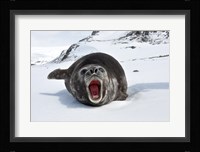 Mirounga Leonina Fine Art Print