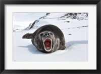 Mirounga Leonina Fine Art Print