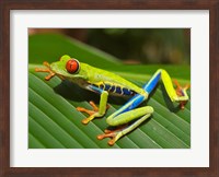 Red Eyed Tree Frog Fine Art Print