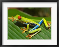 Red Eyed Tree Frog Framed Print