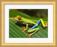 Red Eyed Tree Frog Fine Art Print