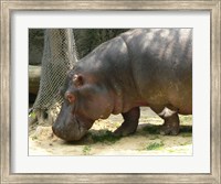 Face Hippopotamus Amphibius Mexico Fine Art Print