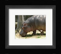 Face Hippopotamus Amphibius Mexico Fine Art Print