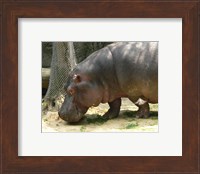 Face Hippopotamus Amphibius Mexico Fine Art Print