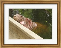 Hipopotam - Warszawskie Zoo Fine Art Print