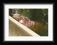 Hipopotam - Warszawskie Zoo Fine Art Print