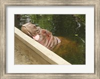 Hipopotam - Warszawskie Zoo Fine Art Print